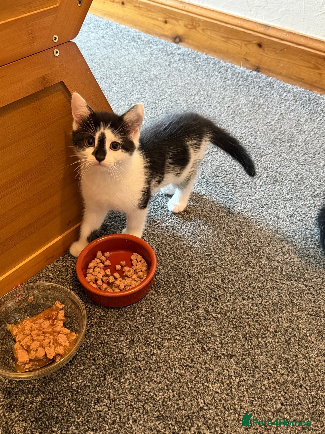 Mixed Breed cats for sale: 8 week old kittens ready to go.  in Gorebridge - Advert 2