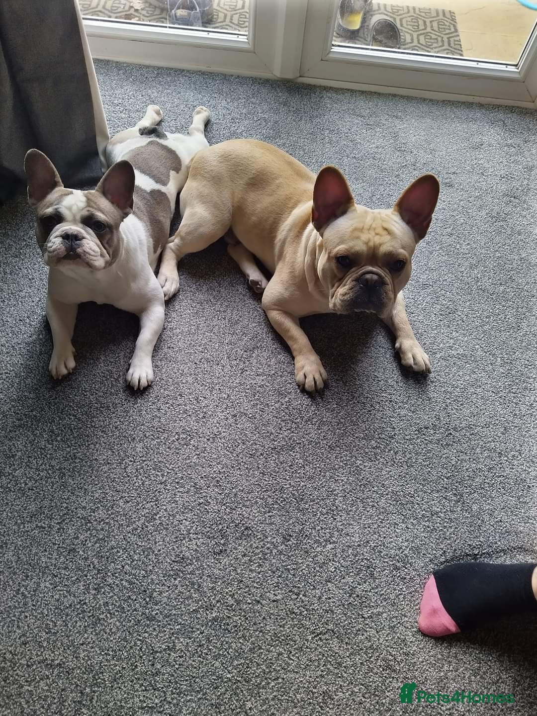 French Bulldog dogs 5 Beautiful French Bulldog looking for a new home in Wellingborough - Advert 1