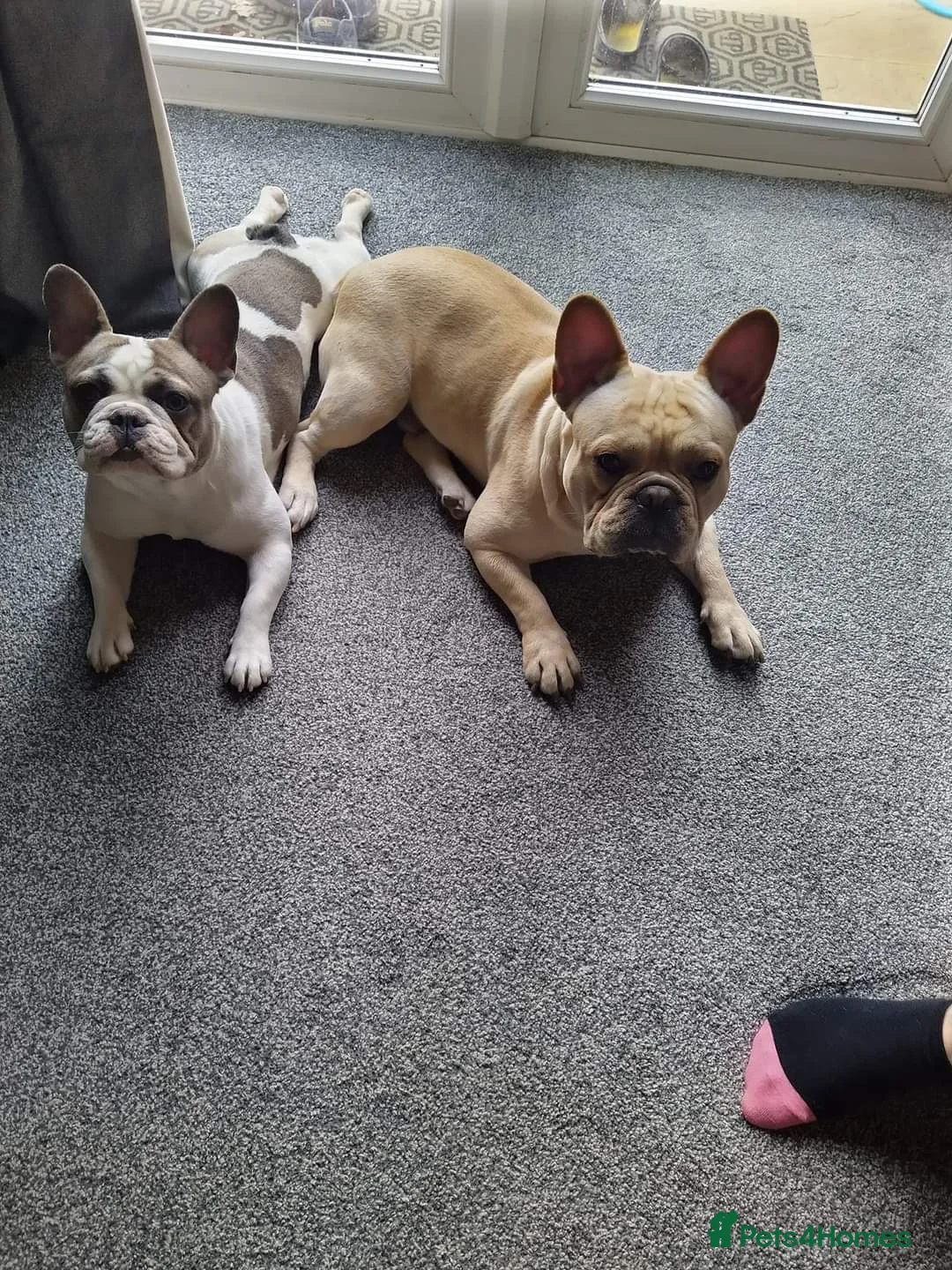 French Bulldog dogs for sale: 5 Beautiful French Bulldog looking for a new home in Wellingborough - Advert 1