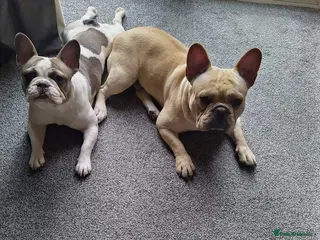 French Bulldog dogs 5 Beautiful French Bulldog looking for a new home in Wellingborough - Advert 1