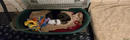 Pomeranian dogs for sale: Gorgeous pomeranian pups - Advert 13