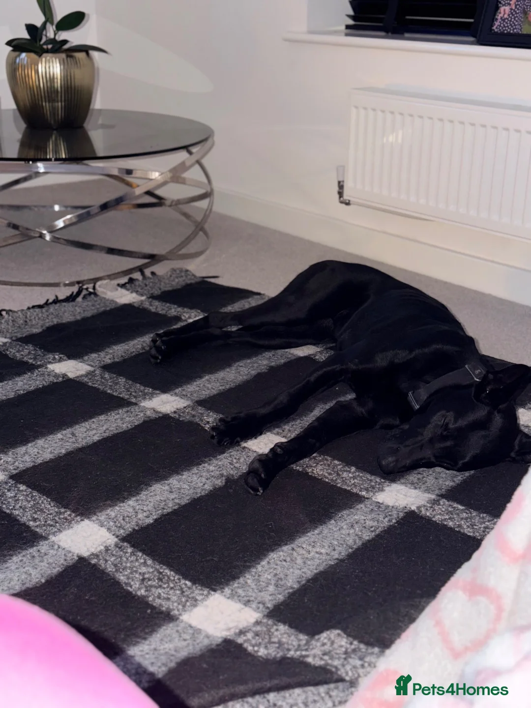 Mixed Breed dogs for sale: Belgian Malinois X Doberman in Margate - Advert 2