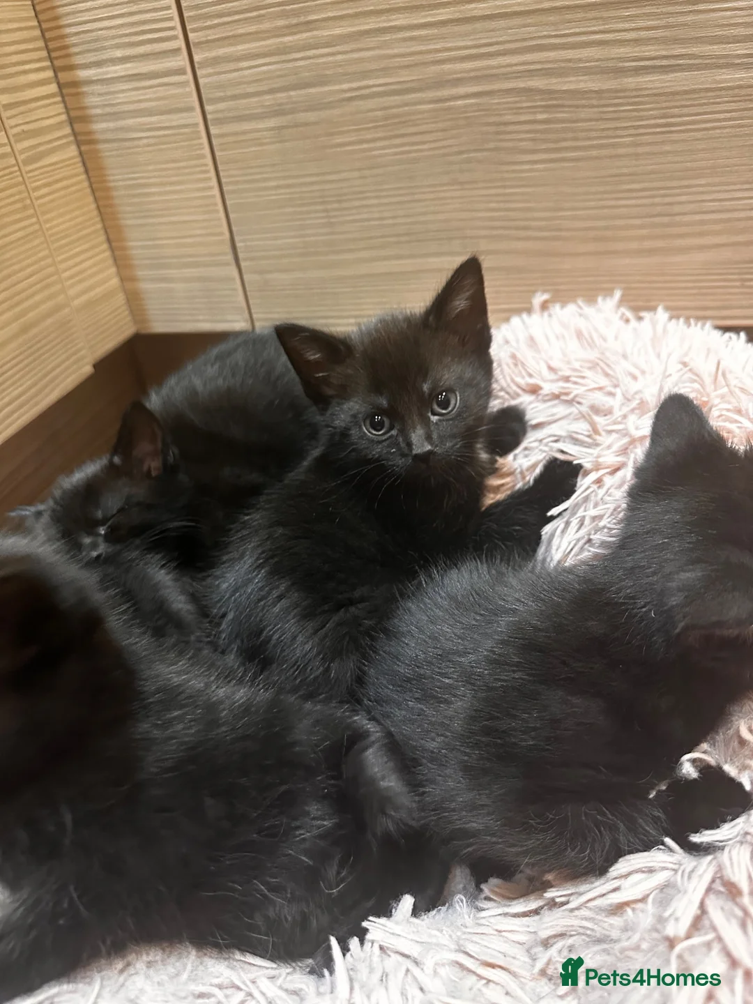 British Shorthair cats for sale: Gorgeous kittens - Advert 1