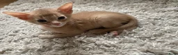 Abyssinian cats for sale: Abyssinian Kittens 🐾 - Advert 7