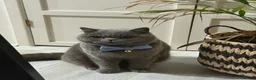 British Shorthair cats for sale: British short haired cat 2 years old  - Advert 6