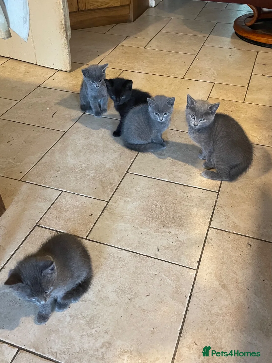 Mixed Breed cats for sale: Grey and Black Kittens - Advert 15