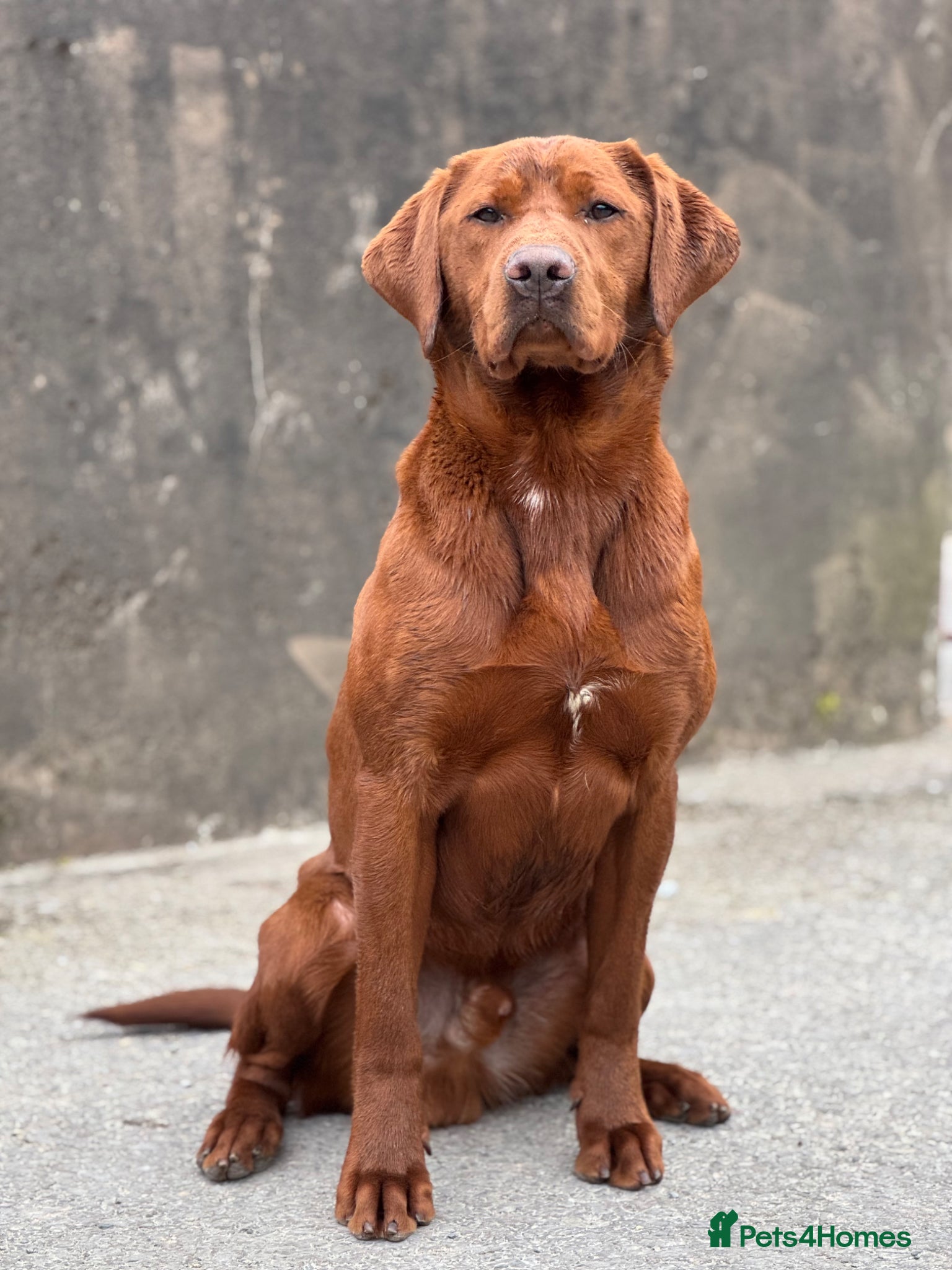 Labrador Retriever dogs PROVEN DARK RED FULLY HEALTH TESTED LABRADOR STUD - Advert 2