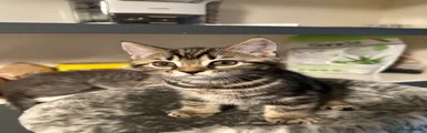 British Shorthair 2