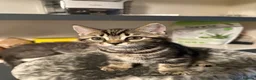 British Shorthair cats for sale: Adorable 2MonthOld Kittens Looking for LovingHomes - Advert 4