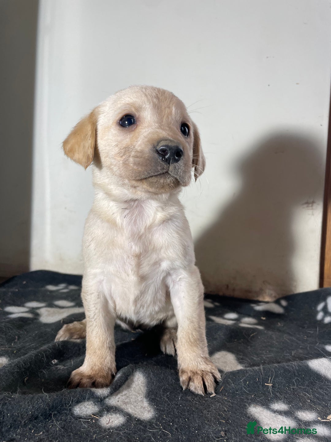 Labrador Retriever dogs for sale: Stunning chunky Labrador pups  - Advert 22