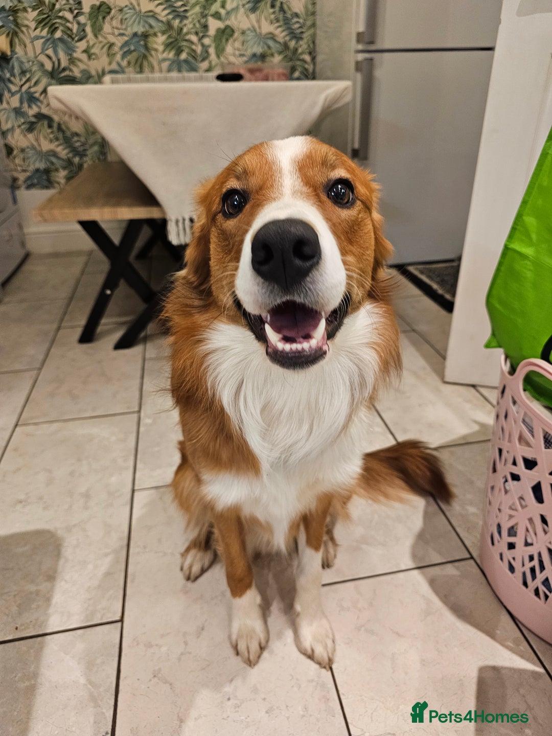 Border Collie dogs for sale: Loving Border Collie "Ollie" Needs a New Home - Advert 1