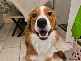 Border Collie dogs Loving Border Collie "Ollie" Needs a New Home - Advert 3