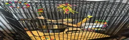 Cockatiels birds for sale: Female cockatiel - Advert 3