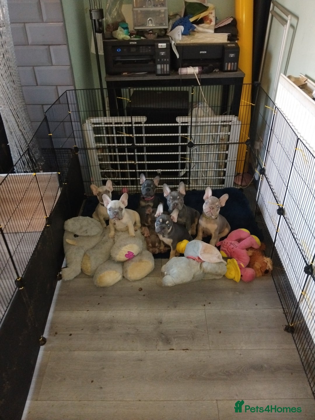 French Bulldog dogs for sale: Beautiful chunky Frenchies - Image 1