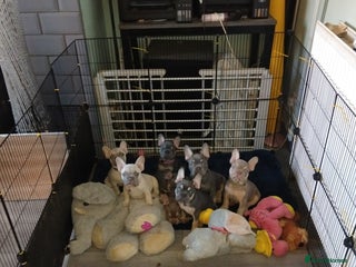 French Bulldog dogs - Advert 9