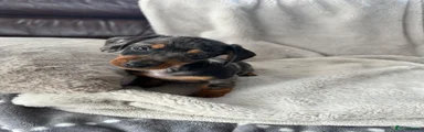 Miniature Dachshund 5