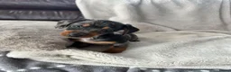 Miniature Dachshund dogs for sale: Miniature Dachshund KC Registered - Advert 7