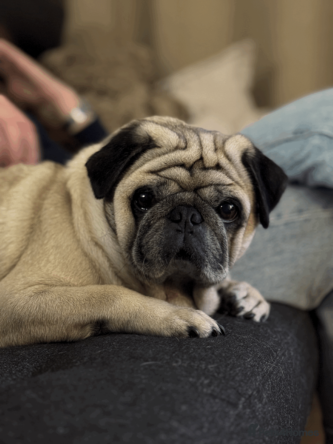 Pug dogs for stud: Champion Bloodline Male Pug Available for Breeding - Image 5