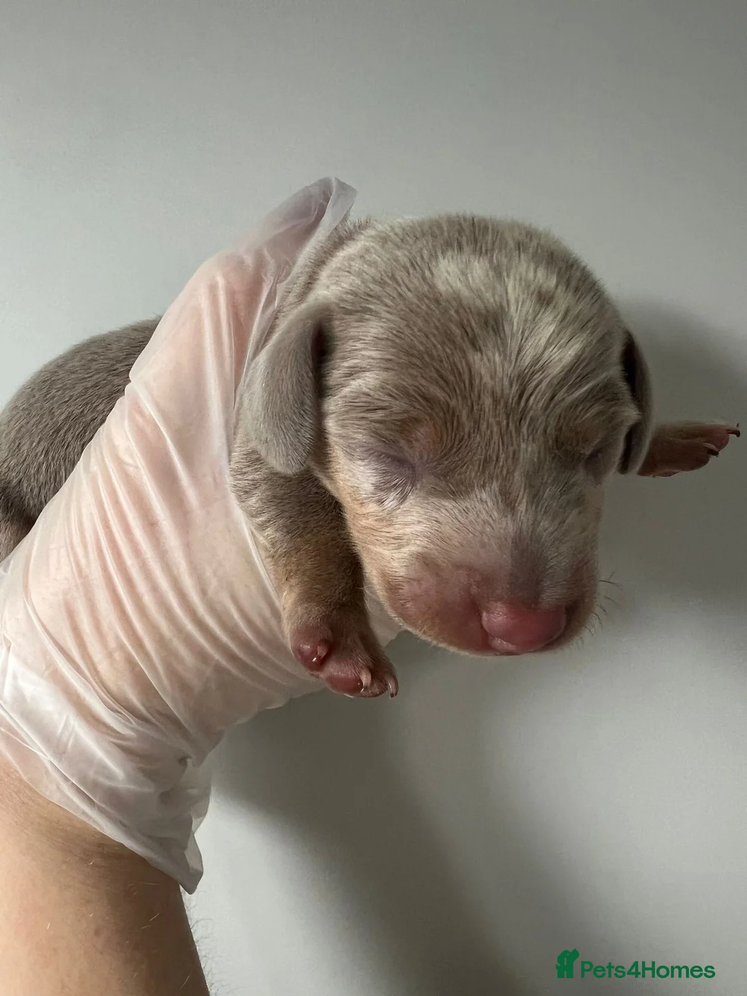 Miniature Dachshund dogs for sale: Beautiful KC Registered Minature Dachshunds  in Portsmouth - Advert 12