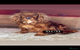 Cockapoo dogs for sale: Stunning F1 cockapoo puppies  - Image 8