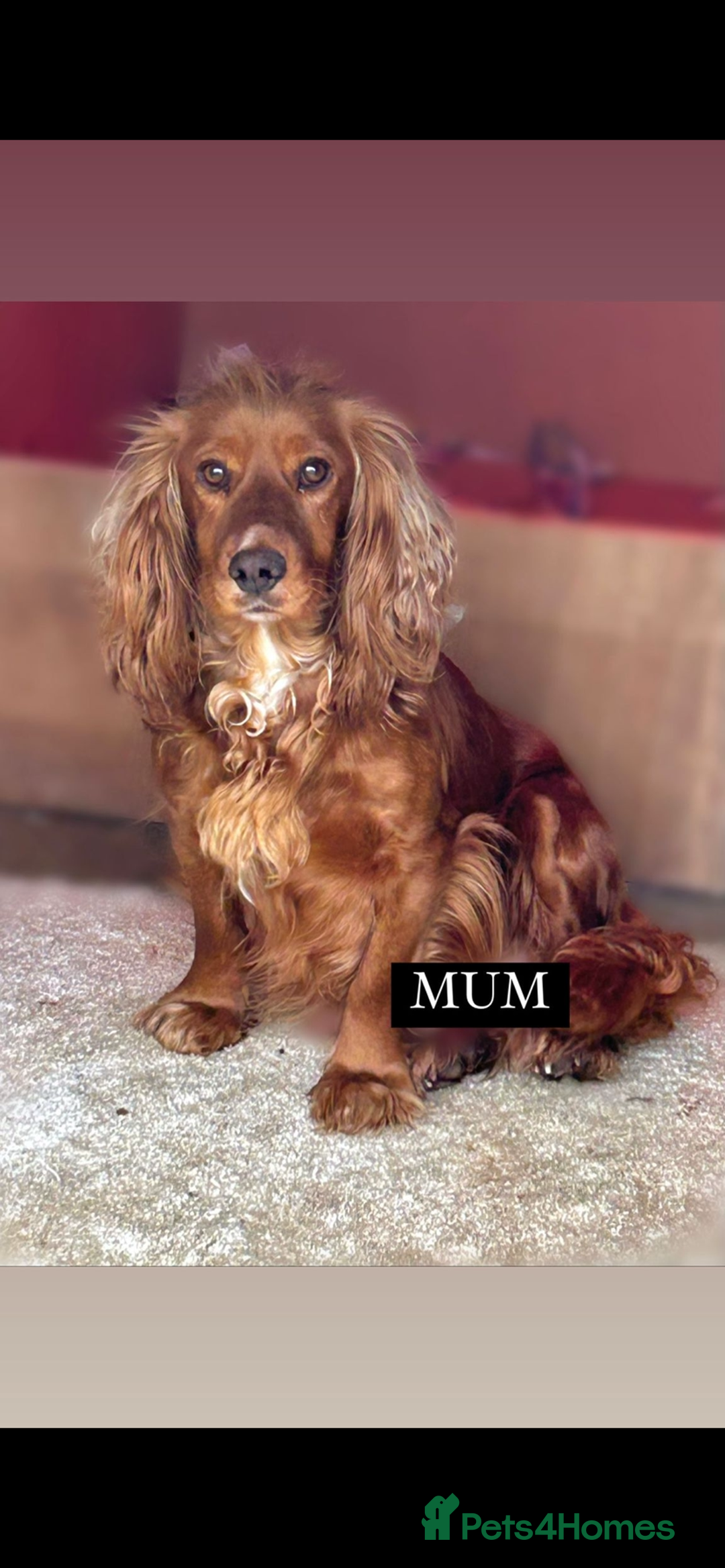 Cockapoo dogs for sale: Stunning F1 cockapoo puppies  - Image 8