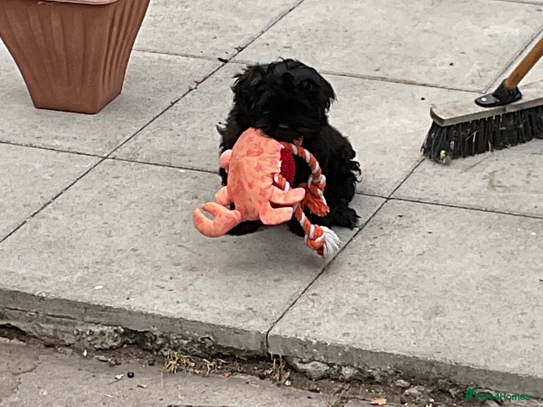 Shih Tzu dogs for sale: Stunning well trained male - Image 1