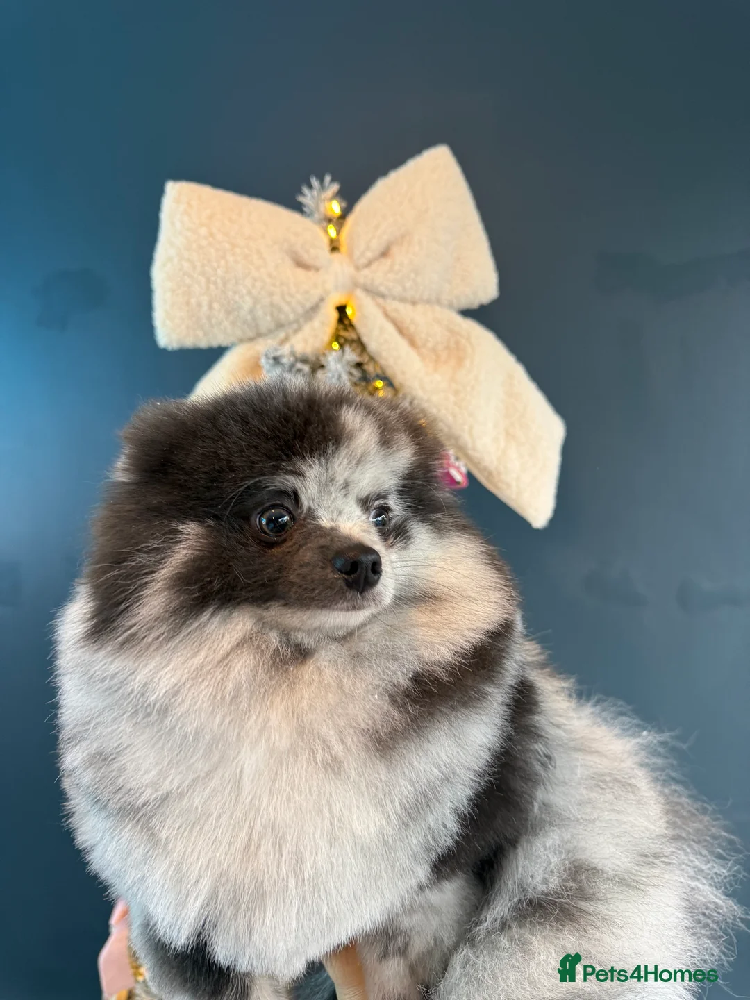 Pomeranian dogs for stud: 🌟 Stud Available – Rare Blue Merle Pomeranian 🌟 - Advert 4