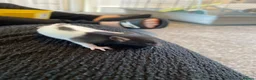 Rat rodents for sale: Baby rats ready NOW  - Advert 2