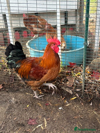 Chickens poultry 4 x cockerels FREE to good home - Advert 1