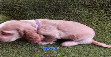Cocker Spaniel dogs - Advert 15