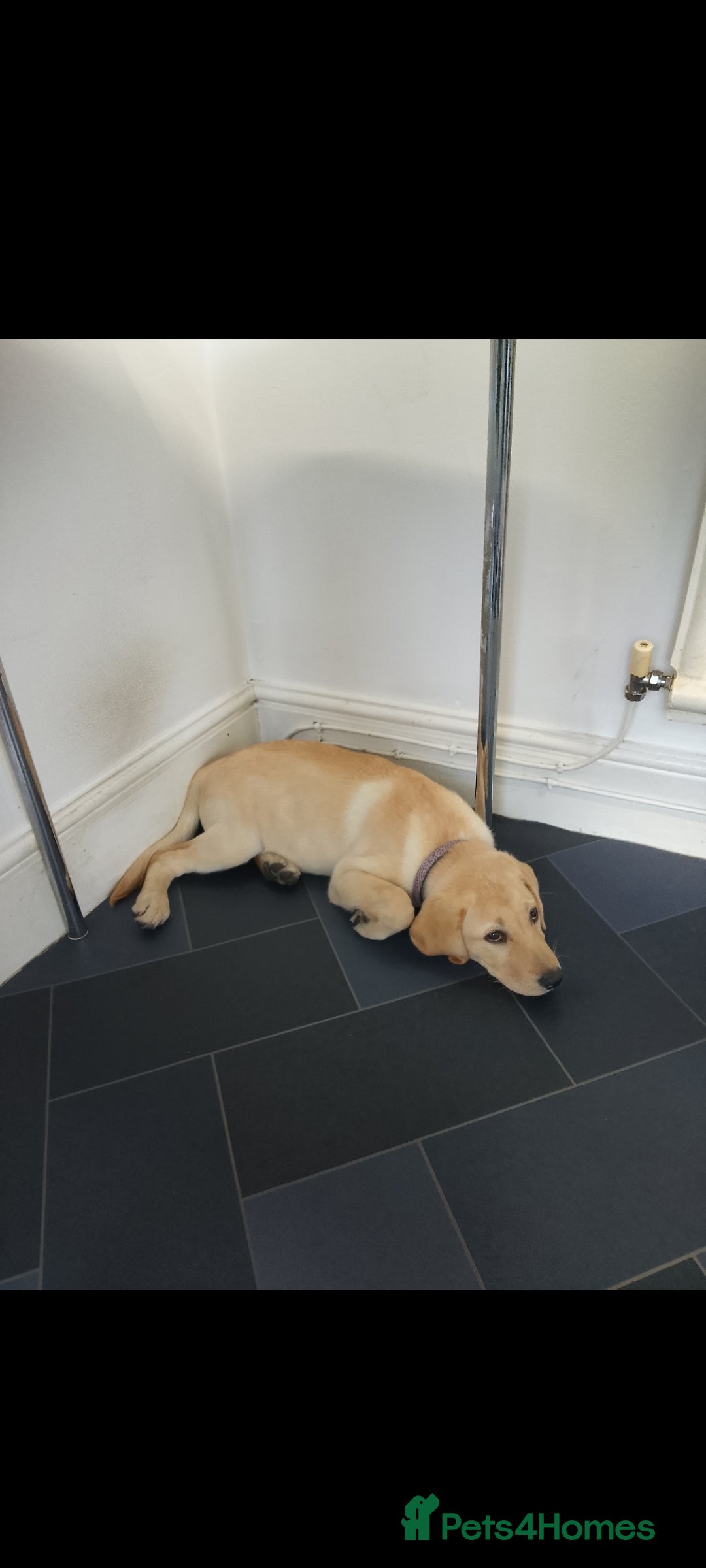 Labrador Retriever dogs for sale: 12 week old golden labrador girl - Image 7