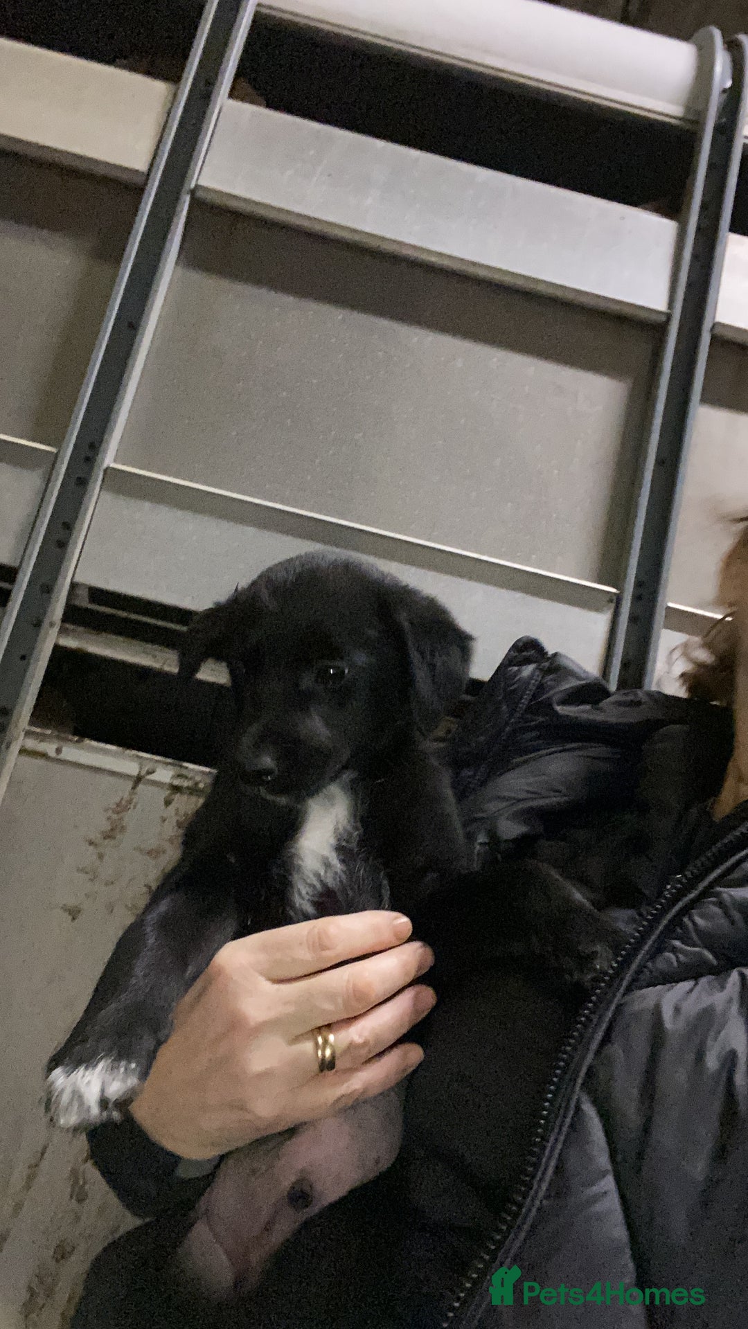 Mixed Breed dogs for sale: One little male Labrador x collie - Advert 10