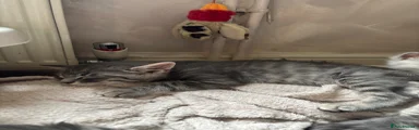 Mittens