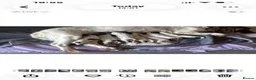 English Springer Spaniel dogs for sale: Miggers  - Advert 2