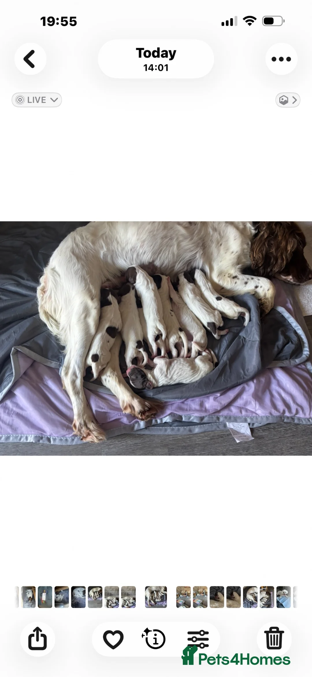 English Springer Spaniel dogs for sale: Miggers  - Advert 2