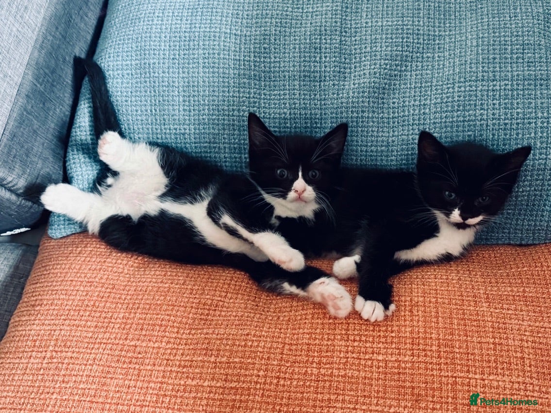 Mixed Breed cats Ready for Their Forever Homes 🐾 - Advert 2