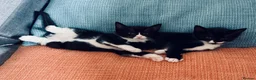 Mixed Breed cats for sale: Ready for Their Forever Homes 🐾 - Advert 2