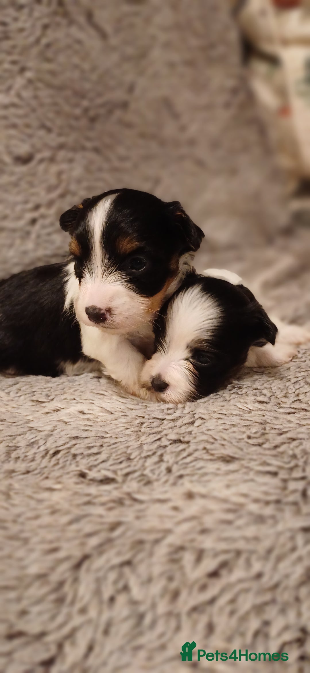 Mixed Breed dogs for sale: Yorkshire Biewer puppies 2 girls available  - Advert 6