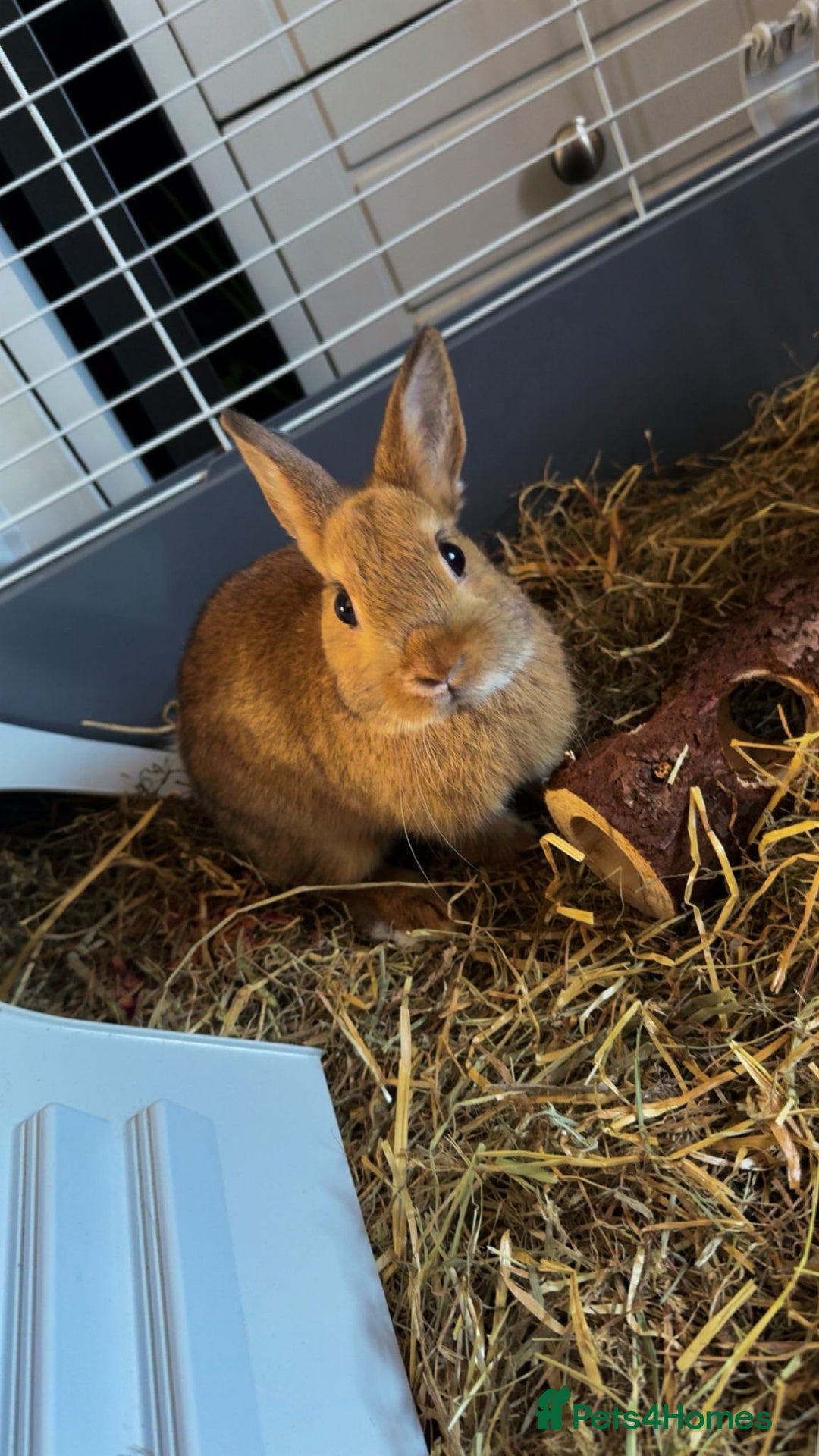 Netherland Dwarf rabbits for sale: Netherland Dwarf Rabbit with full set up - Advert 11