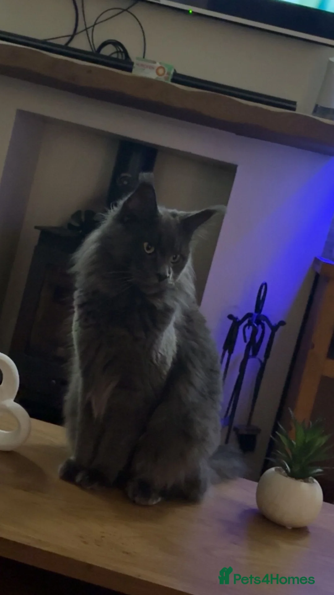 Maine Coon cats for sale: Queen maincoon for sale - Advert 4