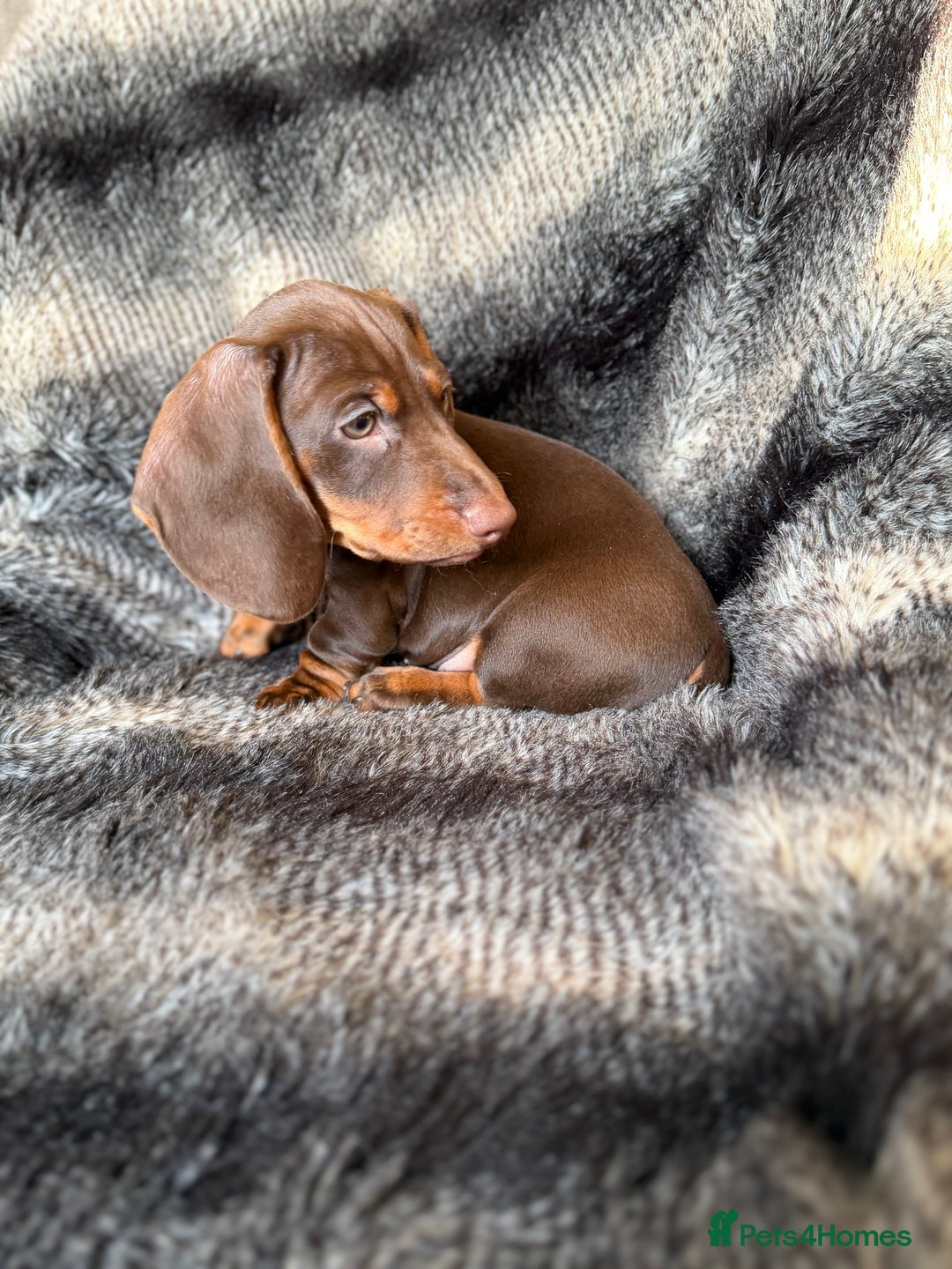 Miniature Dachshund dogs for sale: KC Registered Miniature Shorthaired Dachshund - Advert 19
