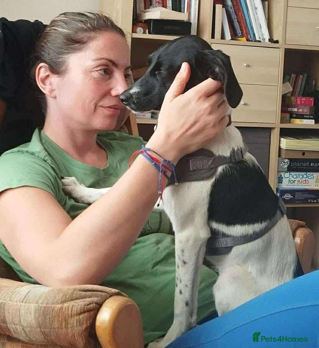 Mixed Breed dogs for adoption: STELLA - Small 10 mth old Pocket Pointer type girl - Image 14