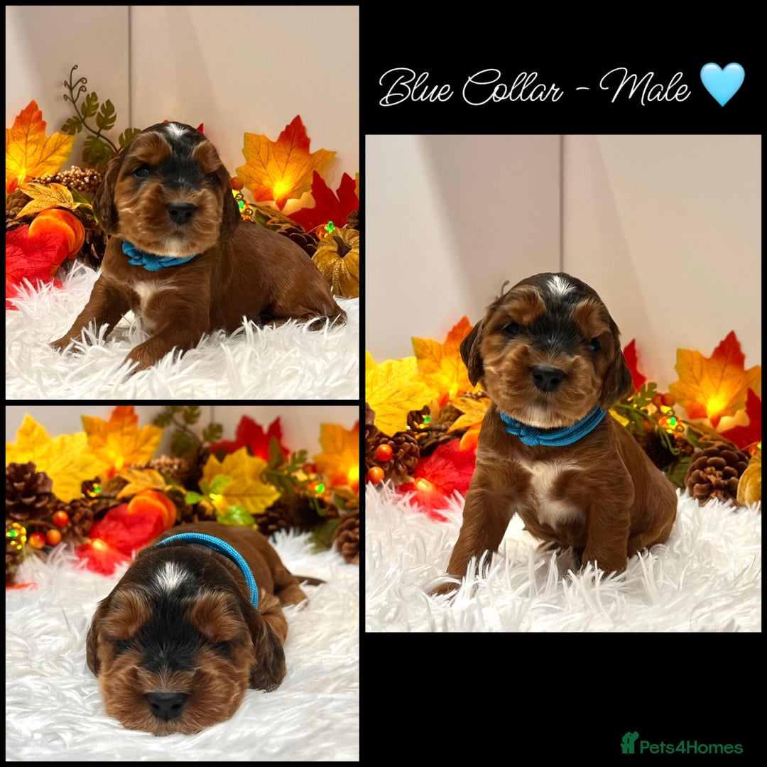 Cockapoo dogs for sale: 🌟Rare Red Sable F1B Mini Cockapoo’s🌟 DNA CLEAR ✅ - Image 12