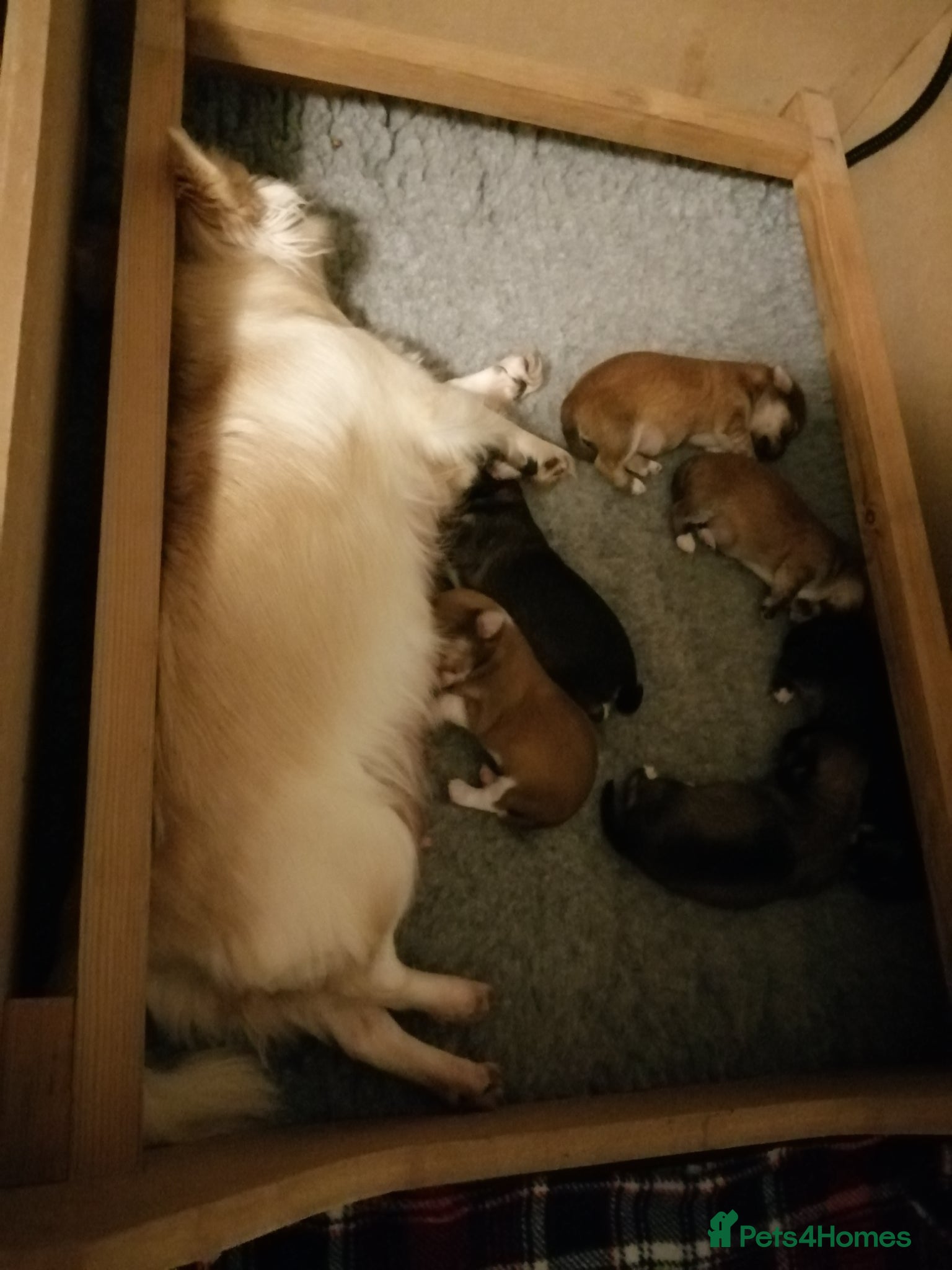 Chihuahua dogs for sale: Chihuahua puppy  in Okehampton - Advert 4