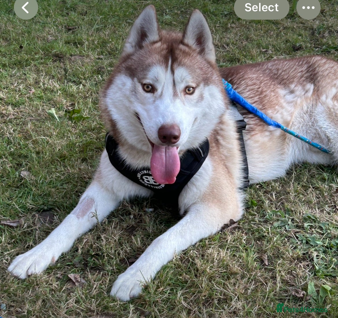 Siberian Husky dogs Buster - Advert 4
