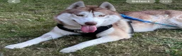 Siberian Husky dogs for sale: Buster - Advert 1