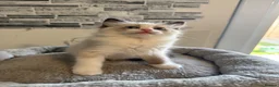 Ragdoll cats for sale: Stunning Ragdoll kittens - Advert 20