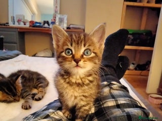 Mixed Breed cats 6 tabby kittens - Advert 2