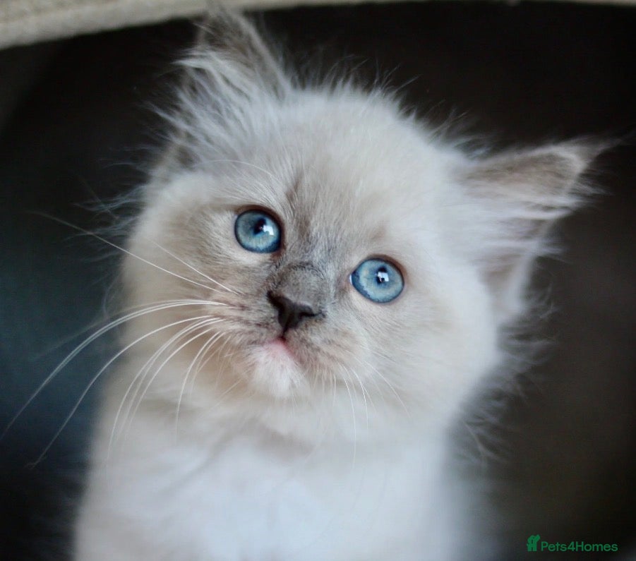 Ragdoll cats GCCF Ragdoll Kitten - Advert 1
