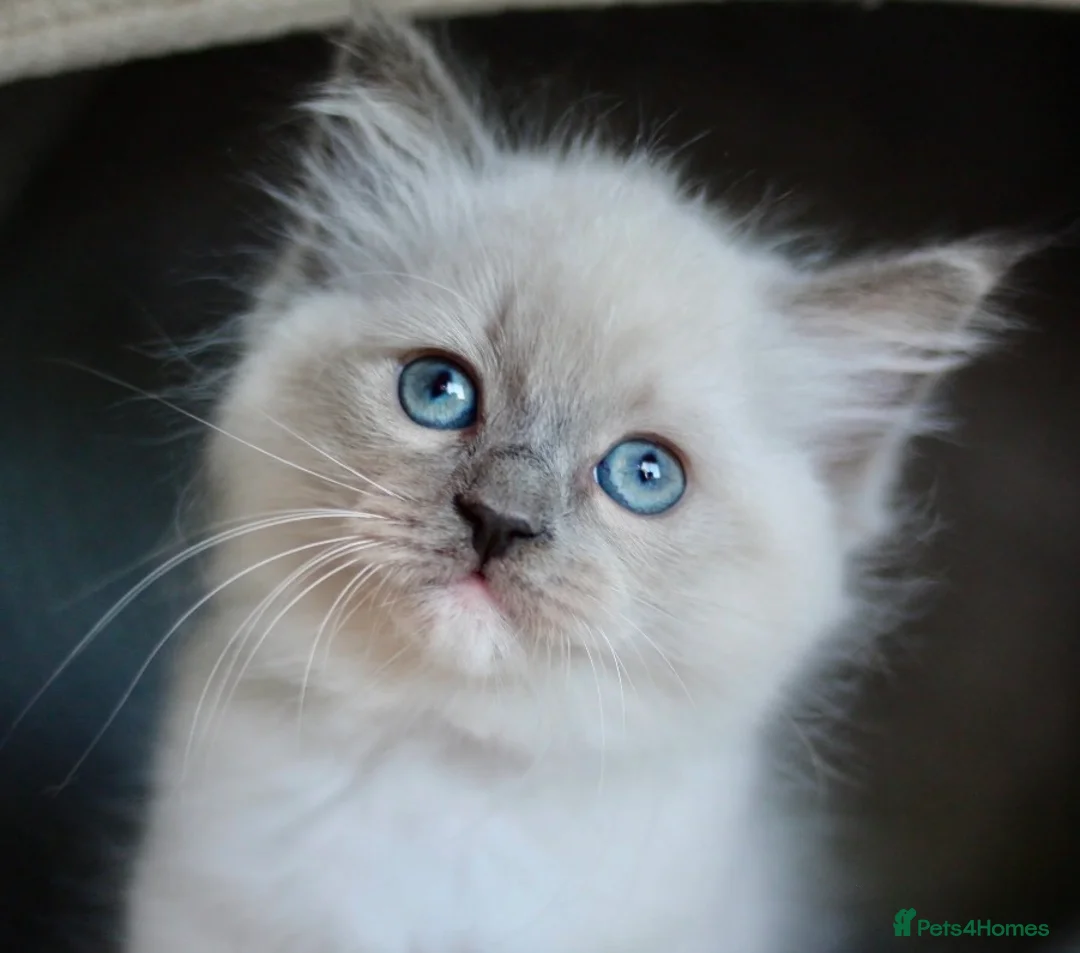 Ragdoll cats for sale: GCCF Ragdoll Kitten - Advert 1